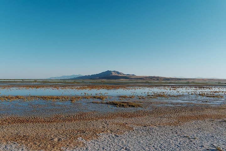 Wildlife- en zonsondergangtour bij Great Salt Lake, Utah, foto 16 | wizardtrip
