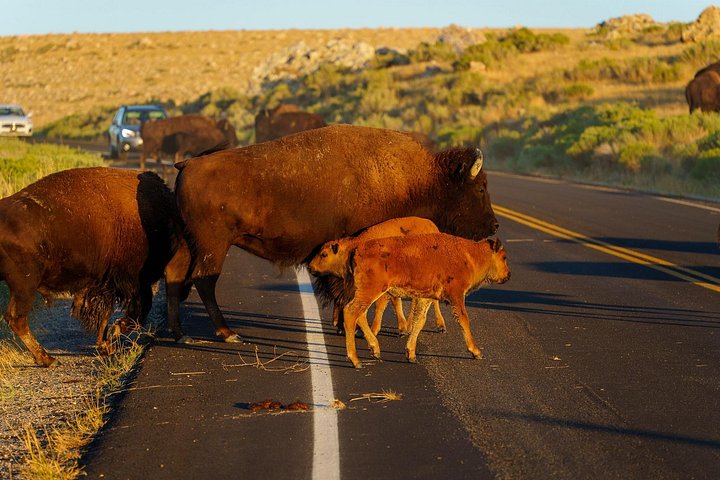 Wildlife- en zonsondergangtour bij Great Salt Lake, Utah, foto 17 | wizardtrip