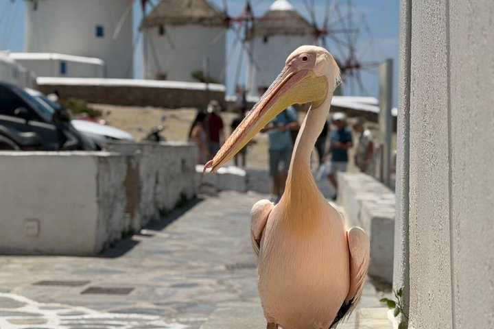 Lille gruppe tur til Mykonos' højdepunkter, inkl. vindmøller, traditionelle landsbyer og strande, med havneafhentning, foto 16 | wizardtrip