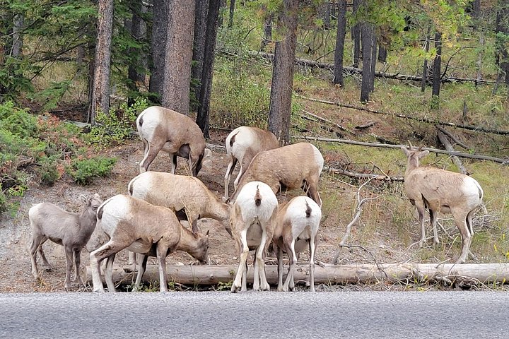 Naturskjønn dagstur som utforsker Banff nasjonalparks fantastiske innsjøer og fjell fra Calgary, foto 16 | wizardtrip