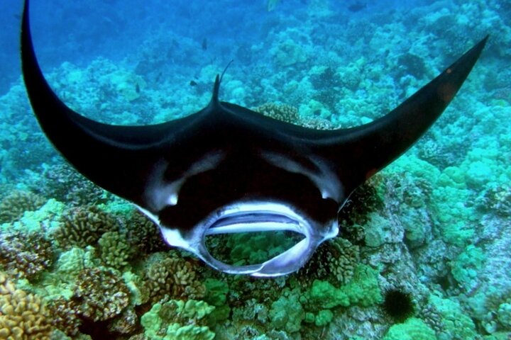 Natdykning med Manta Rays i Kailua-Kona, Big Island | wizardtrip