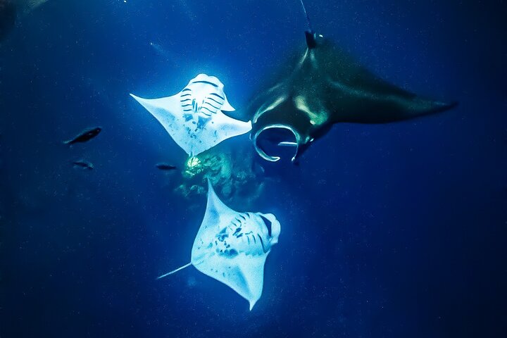 Nachtsnorkelen met Manta Rays in Kailua-Kona, Big Island, Hawaï, foto 6 | wizardtrip
