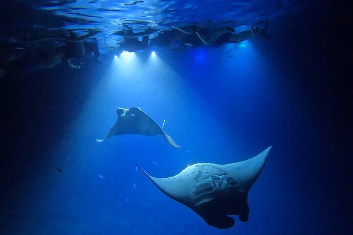 Nachtsnorkelen met Manta Rays in Kailua-Kona, Big Island, Hawaï, foto 8 | wizardtrip