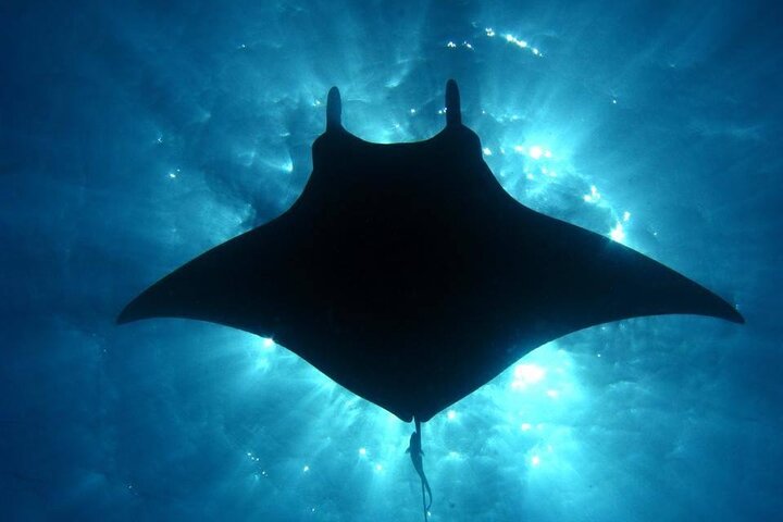 Nachtsnorkelen met Manta Rays in Kailua-Kona, Big Island, Hawaï, foto 10 | wizardtrip