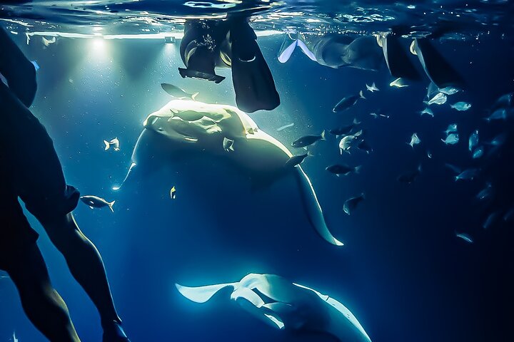 Nachtsnorkelen met Manta Rays in Kailua-Kona, Big Island, Hawaï, foto 12 | wizardtrip