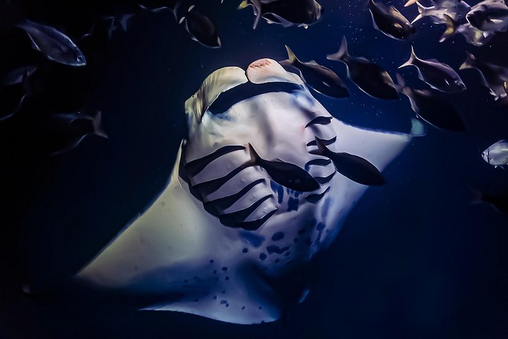 Nachtsnorkelen met Manta Rays in Kailua-Kona, Big Island, Hawaï, foto 13 | wizardtrip