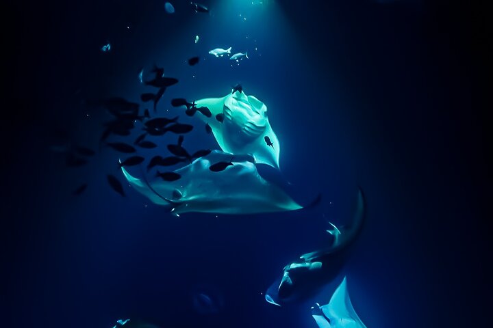 Nachtsnorkelen met Manta Rays in Kailua-Kona, Big Island, Hawaï, foto 17 | wizardtrip