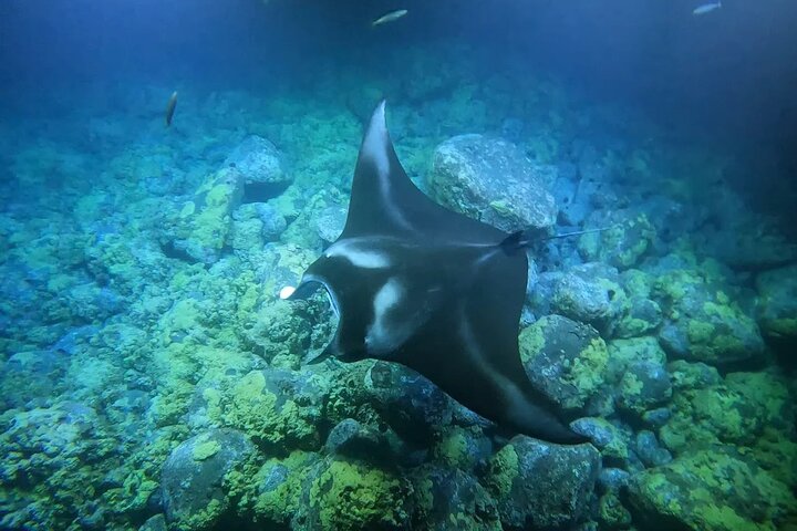 Nachtsnorkelen met Manta Rays in Kailua-Kona, Big Island, Hawaï, foto 20 | wizardtrip
