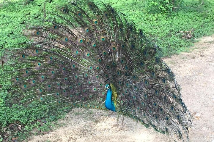 Tour privato in jeep safari nel Parco Nazionale di Udawalawe, Sri Lanka, osservando elefanti e fauna selvatica, foto 6 | wizardtrip
