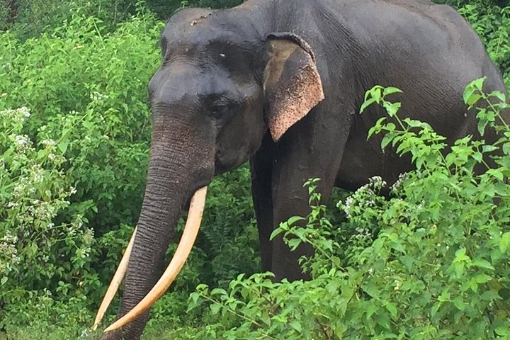 Tour privato in jeep safari nel Parco Nazionale di Udawalawe, Sri Lanka, osservando elefanti e fauna selvatica, foto 7 | wizardtrip