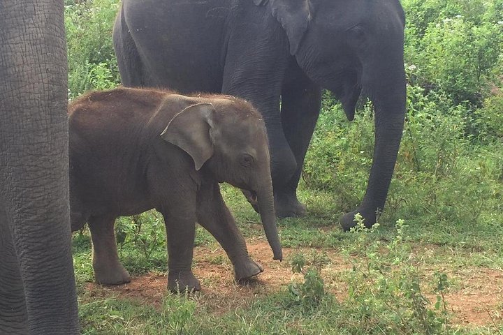 Tour privato in jeep safari nel Parco Nazionale di Udawalawe, Sri Lanka, osservando elefanti e fauna selvatica, foto 9 | wizardtrip