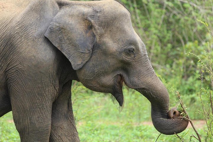 Tour privato in jeep safari nel Parco Nazionale di Udawalawe, Sri Lanka, osservando elefanti e fauna selvatica, foto 10 | wizardtrip