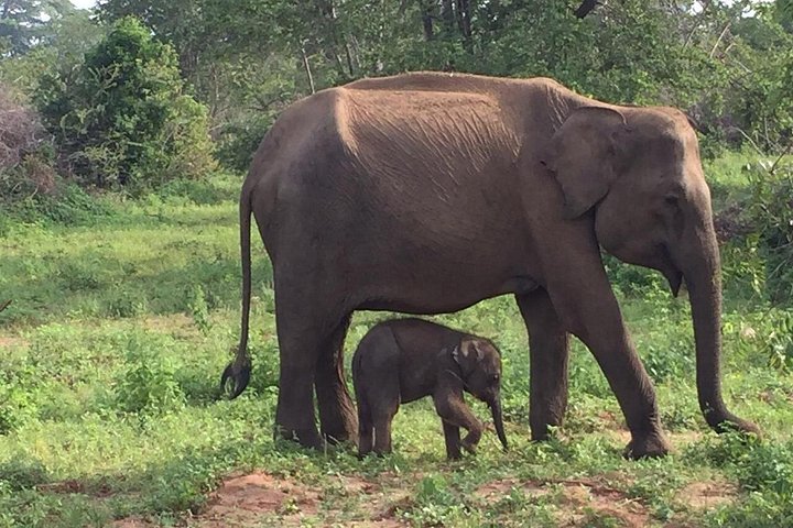 Tour privato in jeep safari nel Parco Nazionale di Udawalawe, Sri Lanka, osservando elefanti e fauna selvatica, foto 11 | wizardtrip