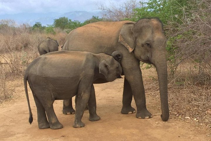 Tour privato in jeep safari nel Parco Nazionale di Udawalawe, Sri Lanka, osservando elefanti e fauna selvatica, foto 13 | wizardtrip