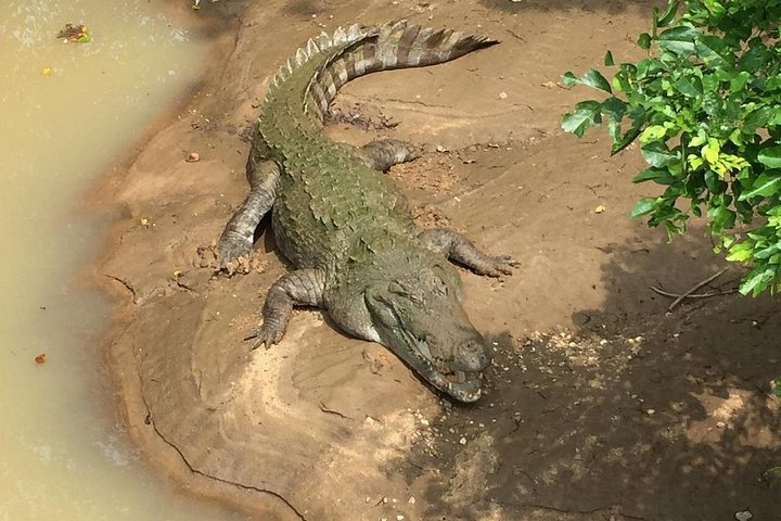 Tour privato in jeep safari nel Parco Nazionale di Udawalawe, Sri Lanka, osservando elefanti e fauna selvatica, foto 14 | wizardtrip