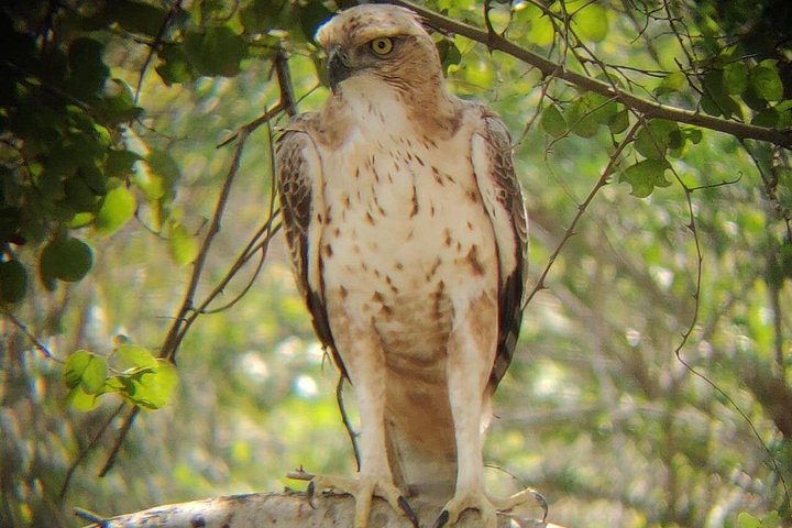 Tour privato in jeep safari nel Parco Nazionale di Udawalawe, Sri Lanka, osservando elefanti e fauna selvatica, foto 15 | wizardtrip