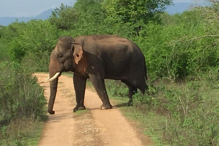 Tour privato in jeep safari nel Parco Nazionale di Udawalawe, Sri Lanka, osservando elefanti e fauna selvatica, foto 16 | wizardtrip