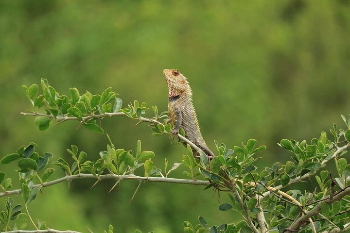 Tour privato in jeep safari nel Parco Nazionale di Udawalawe, Sri Lanka, osservando elefanti e fauna selvatica, foto 17 | wizardtrip