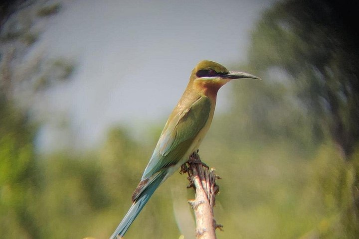 Tour privato in jeep safari nel Parco Nazionale di Udawalawe, Sri Lanka, osservando elefanti e fauna selvatica, foto 19 | wizardtrip