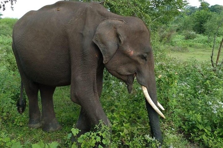 Tour privato in jeep safari nel Parco Nazionale di Udawalawe, Sri Lanka, osservando elefanti e fauna selvatica, foto 20 | wizardtrip