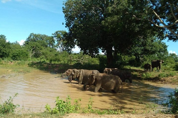 Tour privato in jeep safari nel Parco Nazionale di Udawalawe, Sri Lanka, osservando elefanti e fauna selvatica, foto 21 | wizardtrip