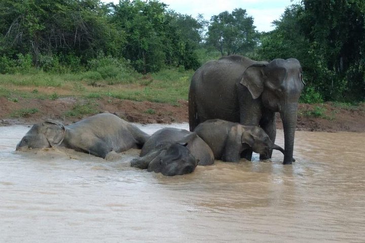 Tour privato in jeep safari nel Parco Nazionale di Udawalawe, Sri Lanka, osservando elefanti e fauna selvatica, foto 22 | wizardtrip