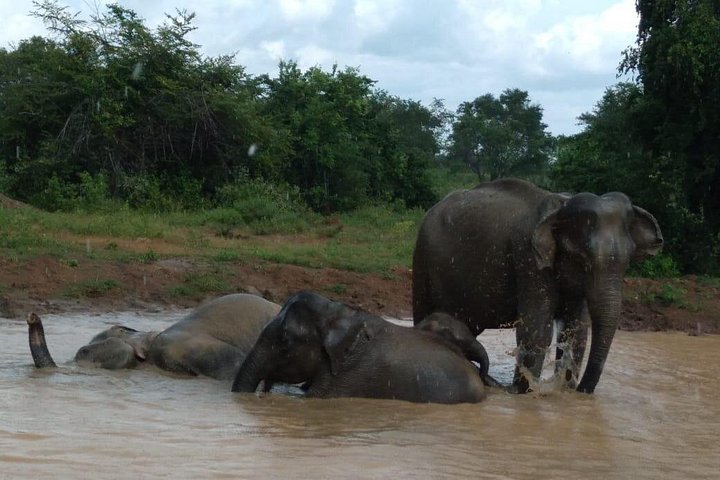 Tour privato in jeep safari nel Parco Nazionale di Udawalawe, Sri Lanka, osservando elefanti e fauna selvatica, foto 23 | wizardtrip