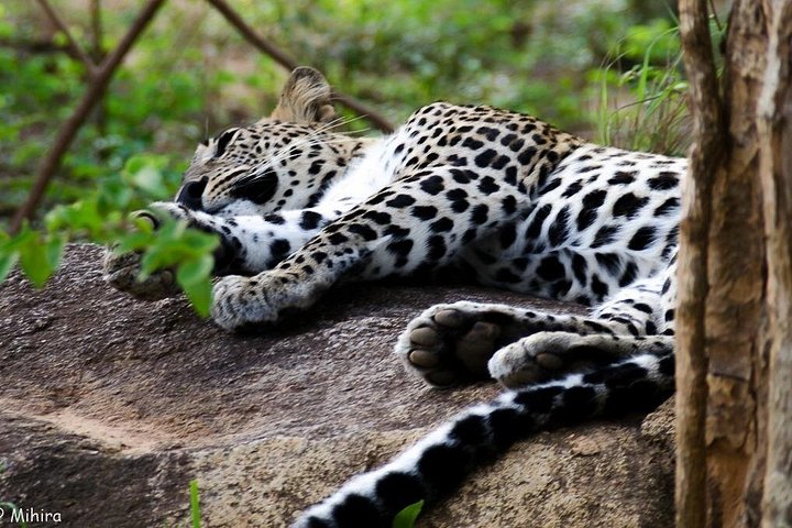 Tour privato in jeep safari nel Parco Nazionale di Udawalawe, Sri Lanka, osservando elefanti e fauna selvatica, foto 24 | wizardtrip