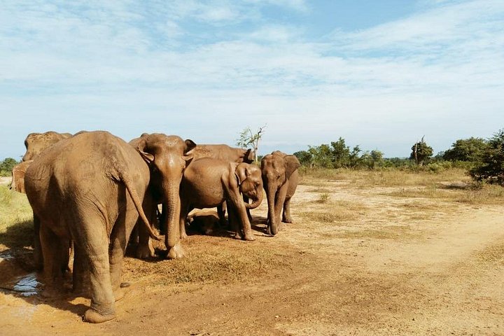 Tour privato in jeep safari nel Parco Nazionale di Udawalawe, Sri Lanka, osservando elefanti e fauna selvatica, foto 25 | wizardtrip