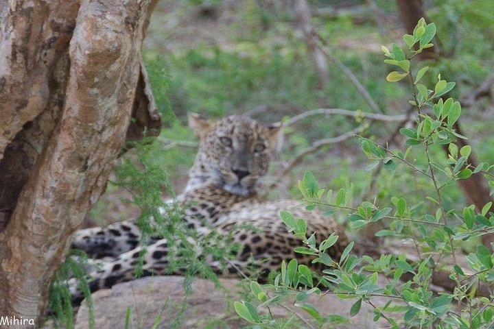 Tour privato in jeep safari nel Parco Nazionale di Udawalawe, Sri Lanka, osservando elefanti e fauna selvatica, foto 26 | wizardtrip