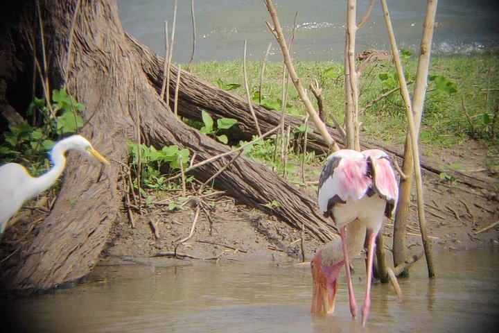 Tour privato in jeep safari nel Parco Nazionale di Udawalawe, Sri Lanka, osservando elefanti e fauna selvatica, foto 27 | wizardtrip