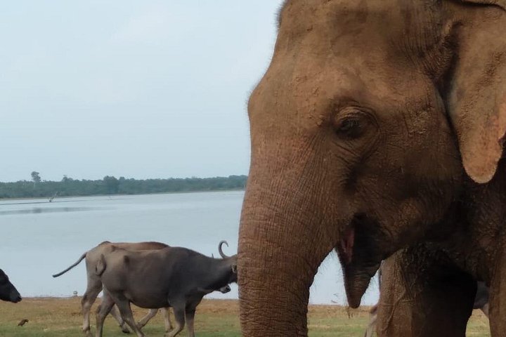 Tour privato in jeep safari nel Parco Nazionale di Udawalawe, Sri Lanka, osservando elefanti e fauna selvatica, foto 28 | wizardtrip
