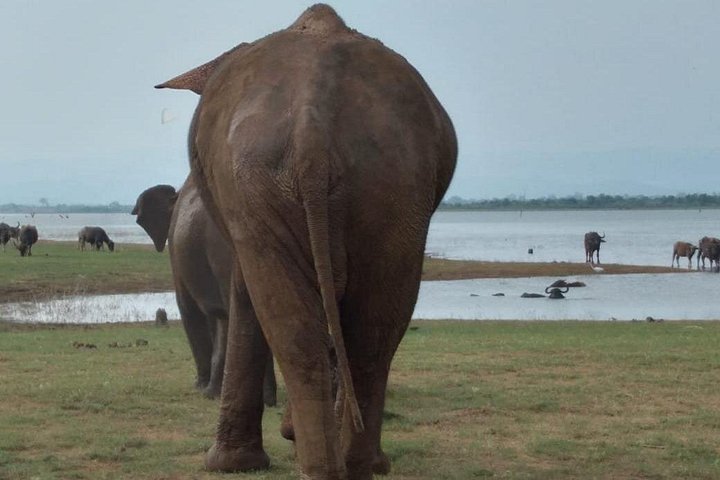 Tour privato in jeep safari nel Parco Nazionale di Udawalawe, Sri Lanka, osservando elefanti e fauna selvatica, foto 29 | wizardtrip