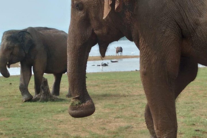 Tour privato in jeep safari nel Parco Nazionale di Udawalawe, Sri Lanka, osservando elefanti e fauna selvatica, foto 30 | wizardtrip