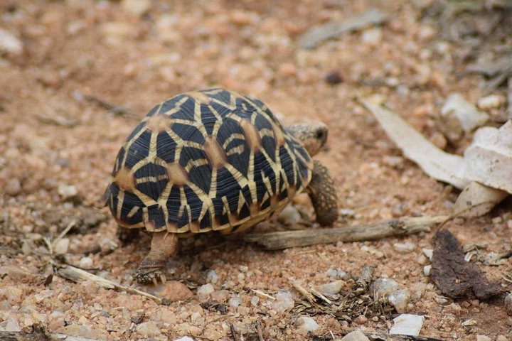 Tour privato in jeep safari nel Parco Nazionale di Udawalawe, Sri Lanka, osservando elefanti e fauna selvatica, foto 33 | wizardtrip