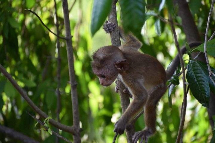 Tour privato in jeep safari nel Parco Nazionale di Udawalawe, Sri Lanka, osservando elefanti e fauna selvatica, foto 34 | wizardtrip