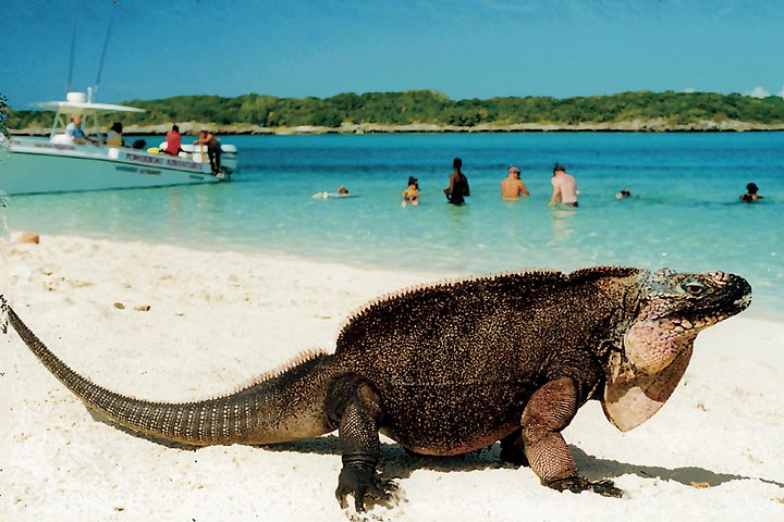 Aventure exaltante en hors-bord vers les Exumas, Bahamas, avec des cochons nageurs et des divertissements sur l'île, photo 6 | wizardtrip