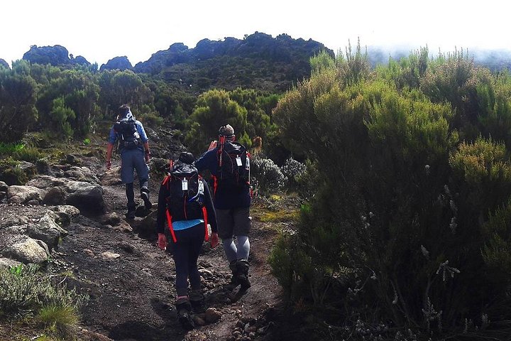 Trek vers le sommet du Mont Kilimandjaro sur la Route Machame, en Tanzanie, photo 26 | wizardtrip