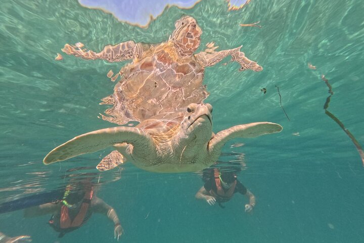 Visite privée de snorkeling avec des tortues marines dans la baie d'Akumal, Mexique, photo 6 | wizardtrip