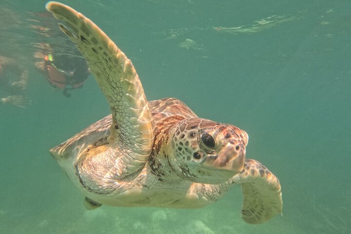 Visite privée de snorkeling avec des tortues marines dans la baie d'Akumal, Mexique, photo 7 | wizardtrip