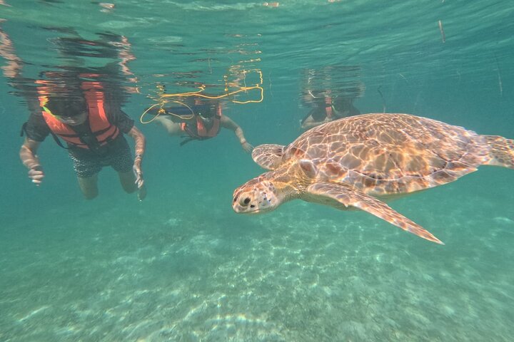 Visite privée de snorkeling avec des tortues marines dans la baie d'Akumal, Mexique, photo 8 | wizardtrip