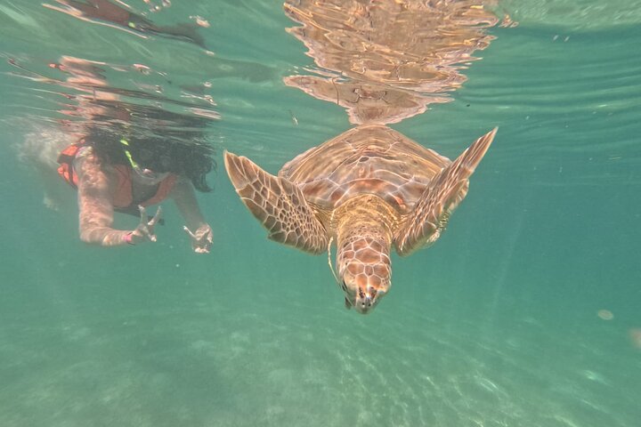 Visite privée de snorkeling avec des tortues marines dans la baie d'Akumal, Mexique, photo 9 | wizardtrip
