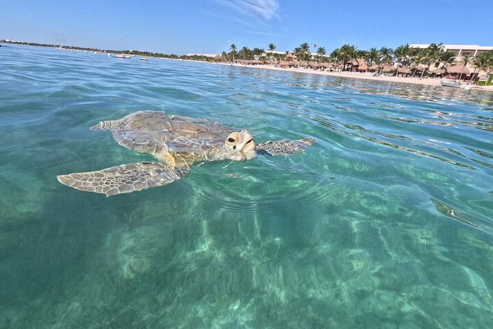 Visite privée de snorkeling avec des tortues marines dans la baie d'Akumal, Mexique, photo 10 | wizardtrip
