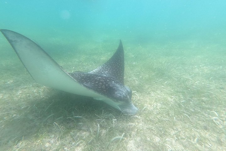 Visite privée de snorkeling avec des tortues marines dans la baie d'Akumal, Mexique, photo 11 | wizardtrip