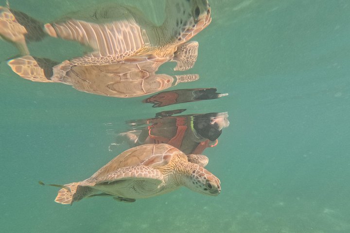 Visite privée de snorkeling avec des tortues marines dans la baie d'Akumal, Mexique, photo 12 | wizardtrip
