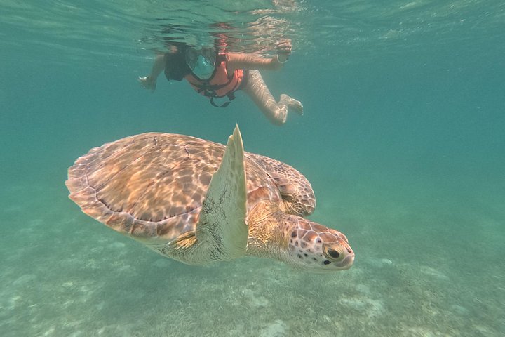 Visite privée de snorkeling avec des tortues marines dans la baie d'Akumal, Mexique, photo 13 | wizardtrip