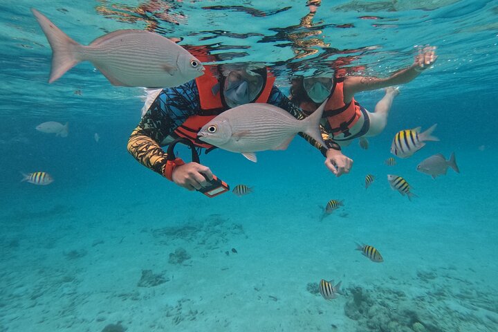 Visite privée de snorkeling avec des tortues marines dans la baie d'Akumal, Mexique, photo 14 | wizardtrip