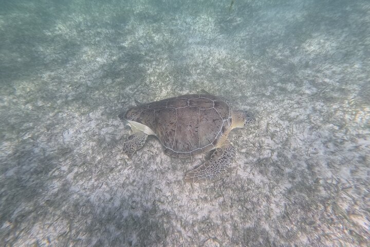 Visite privée de snorkeling avec des tortues marines dans la baie d'Akumal, Mexique, photo 16 | wizardtrip