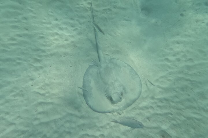 Visite privée de snorkeling avec des tortues marines dans la baie d'Akumal, Mexique, photo 17 | wizardtrip