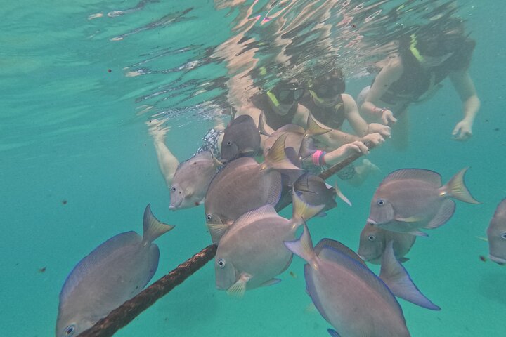 Visite privée de snorkeling avec des tortues marines dans la baie d'Akumal, Mexique, photo 18 | wizardtrip